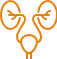 Nephrology & Urology icon